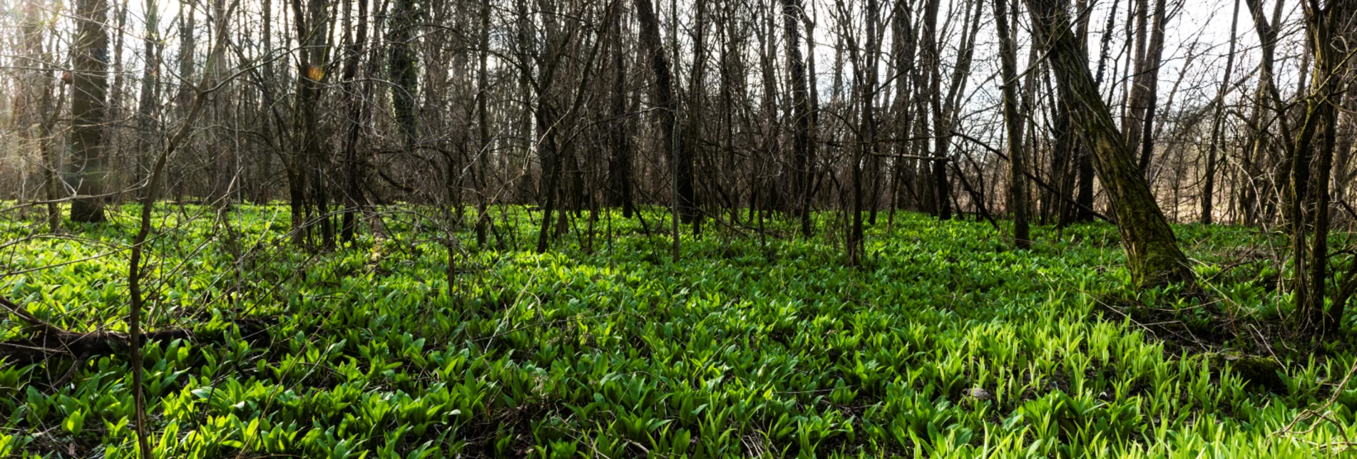 Garlicky scent of ramsons permeates the forest floor of the Mura meadows | © Thermen- & Vulkanland | pixelmaker.at