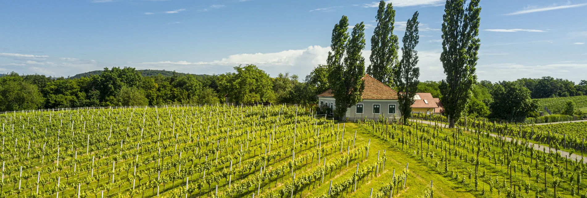 Wine hiking in summer | © Thermen- & Vulkanland | pixelmaker.at