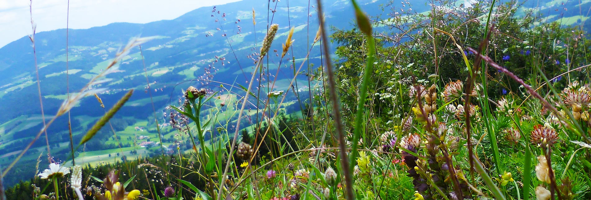 Blumenwiese vom Gschaid-Gipfel in der Oststeiermark Blumenwiese vom Gschaid-Gipfel in der Oststeiermark