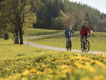 Radfahren entlang Löwenzahnwiesen in der Oststeiermark
