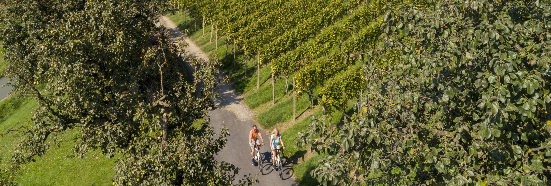 Radfahren zwischen Weinreben auf der Oststeirischen Römerweinstraße | ©  Oststeiermark Tourismus | Bernhard Bergmann
