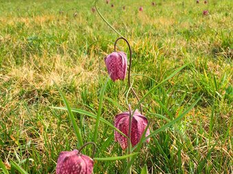 Chess flowers in Großsteinbach in Eastern Styria