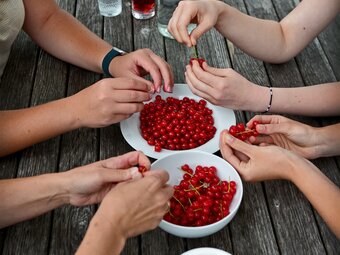 Früchte vom Kleinhofers Himbeernest im Apfelland