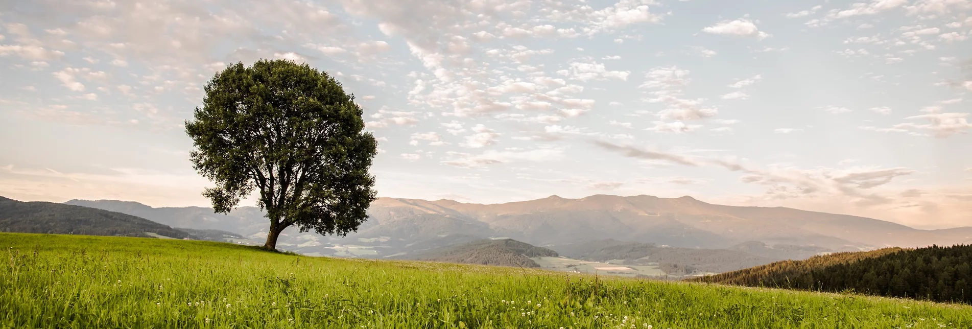 Baum Zeutschach Zirbitzkogel | © TV Murau | René Hochegger Baum Zeutschach Zirbitzkogel | © TV Murau | René Hochegger