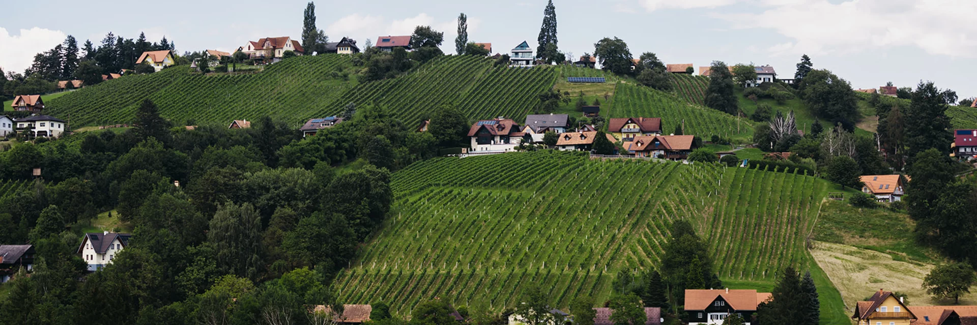 Schilcherweinstraße | © Südsteiermark | Achromatic Photography