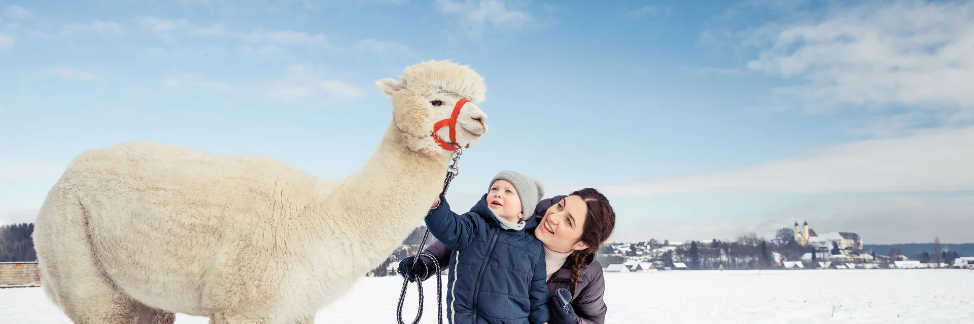 Alpaka Wanderung im Schnee | © TV Südsteiermark | Lupi Spuma