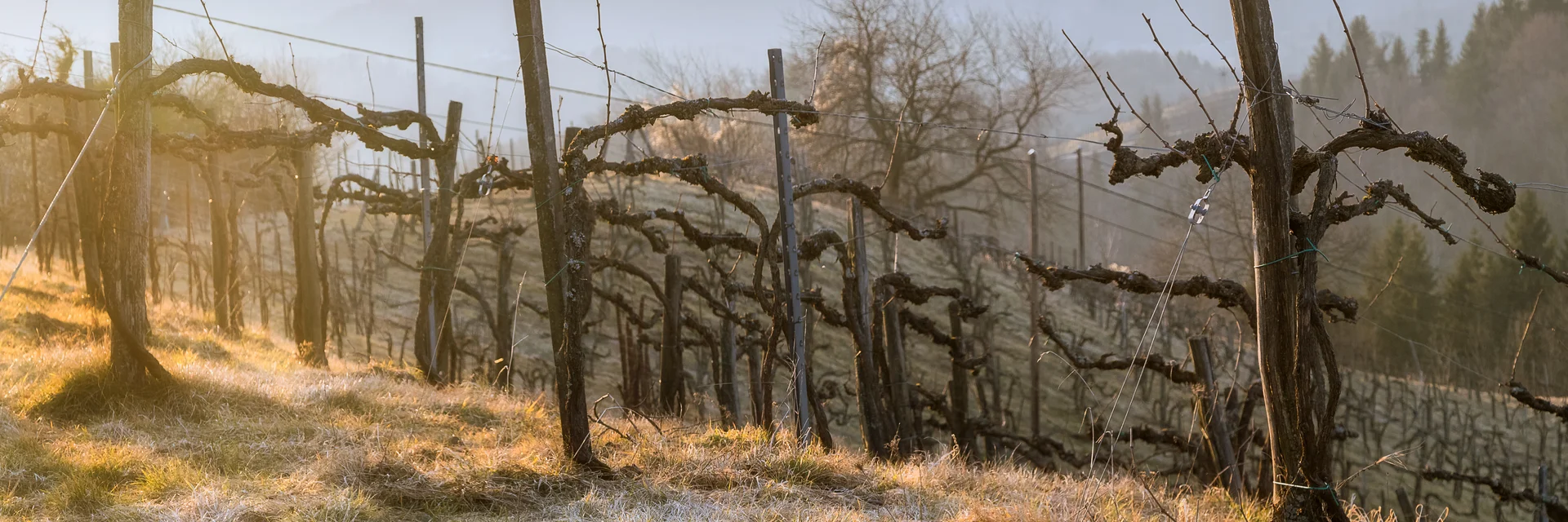 Zur Ruhe kommen Weingarten im winterlichen Raureif