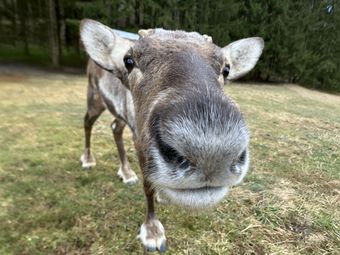 Ein junges Rentier, das auf einer Weide mit der Nase auf die Kamera zukommt.