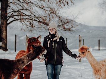 Eine Frau, die in einer Winterlandschaft inmitten von Alpakas steht, die ihr aus der Hand fressen.