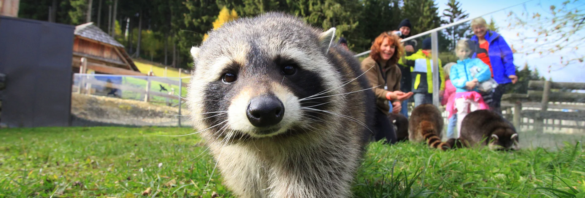 Ein Waschbär steht nah an der Kamera und schaut hinein