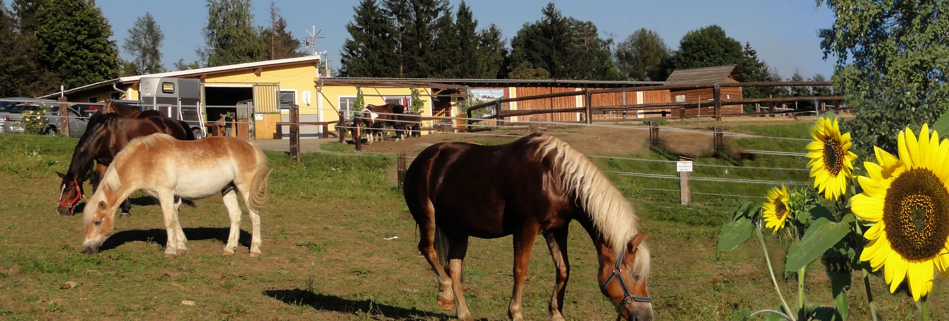 Eine Pferdeweide mit Pferden und dahinter der Pferdehof Scheer