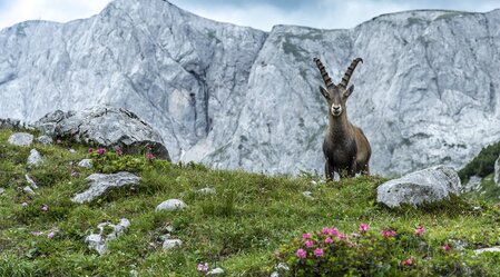 Bock schauen | © TV Hochsteiermark | pixelmaker.at