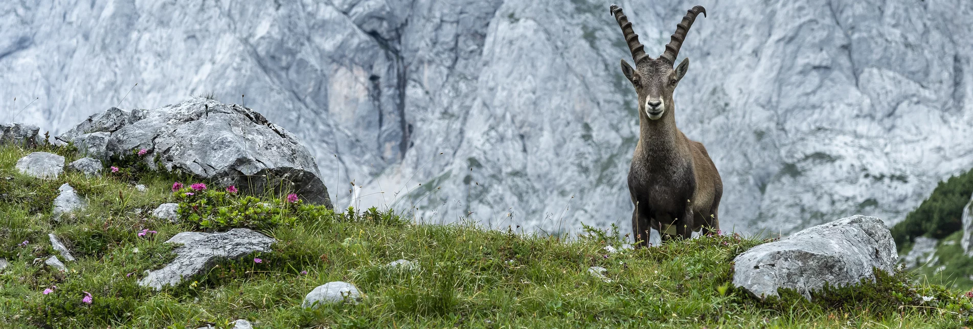 majestätisch: König Steinbock thront vor dem Hochschwab-Massiv | © TV Hochsteiermark | pixelmaker.at