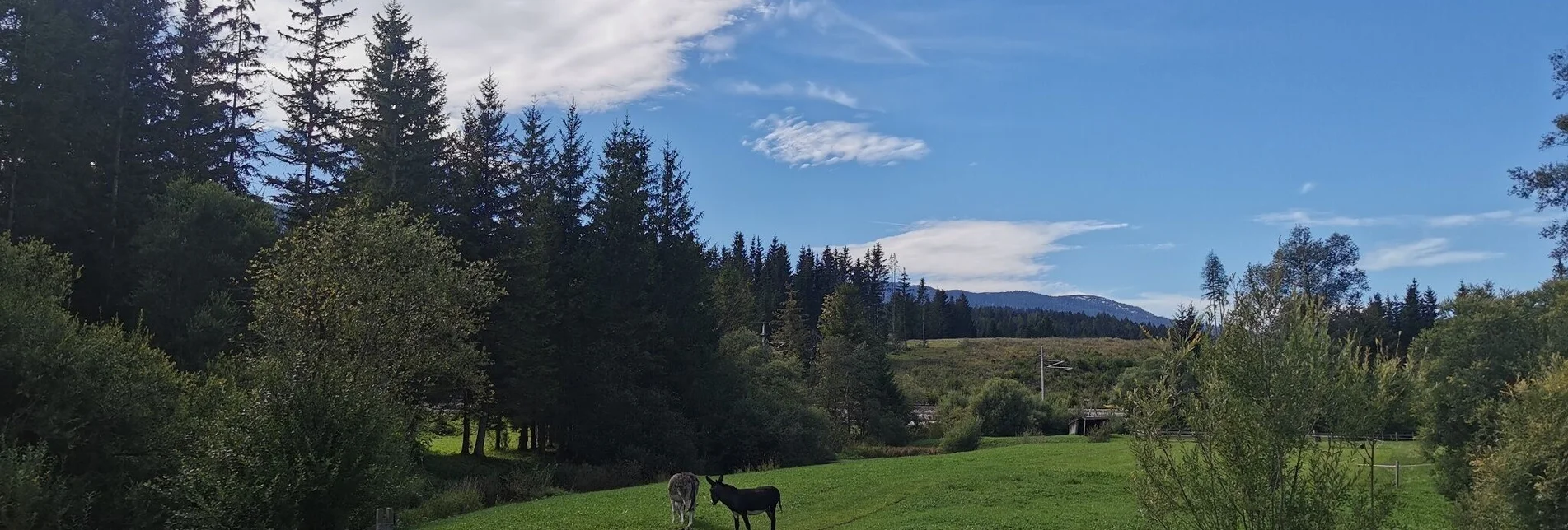 Hiking route Obersdorf circular route - Touren-Impression #1