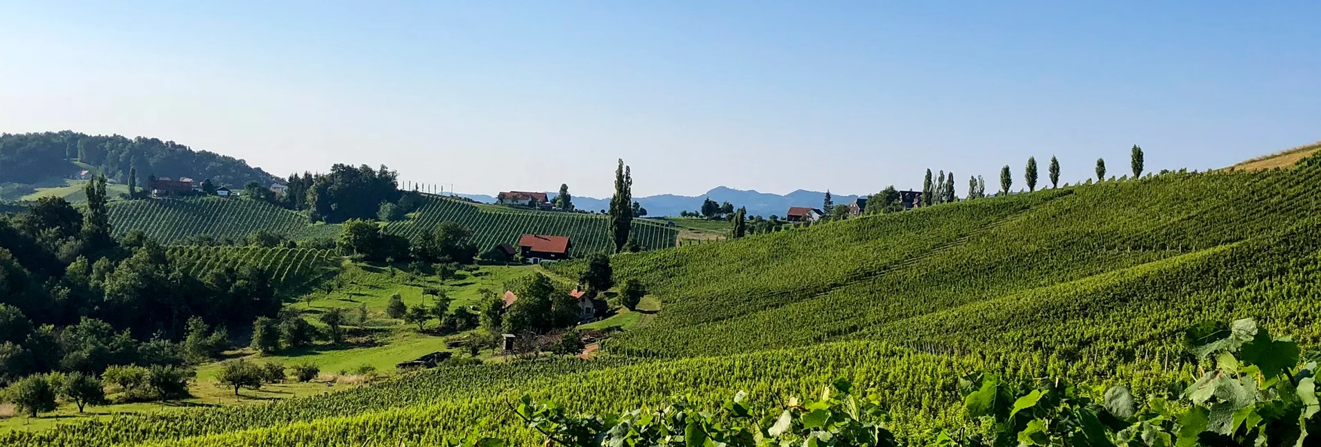 Wanderung Etappe 24 Vom Gletscher zum Wein Südroute Ratsch an der Weinstraße - Ehrenhausen - Touren-Impression #1 | © Steiermark Tourismus/Martina Traisch