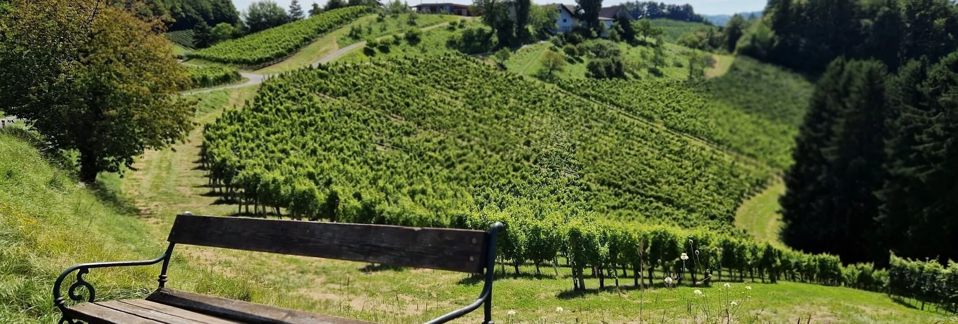 Wanderung Über Stock und Wein – Naturparkwanderweg  - Touren-Impression #1 | © TV Südsteiermark/Daniela Haring