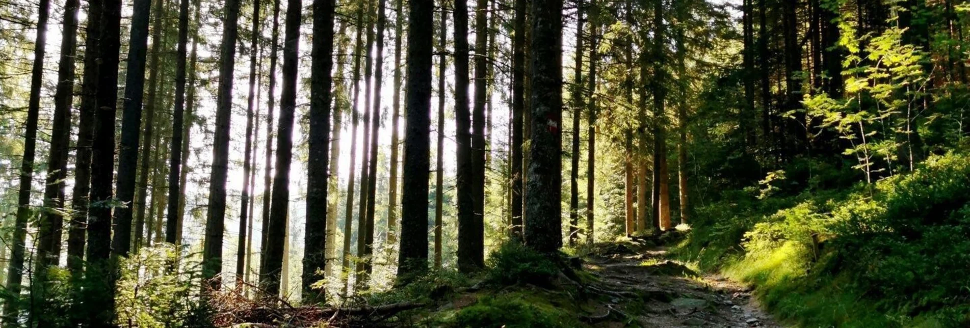 Familienwanderwege Wald zu Wald Wanderung in Roseggers Waldheimat am Alpl - Touren-Impression #1 | © Netgen.or.at