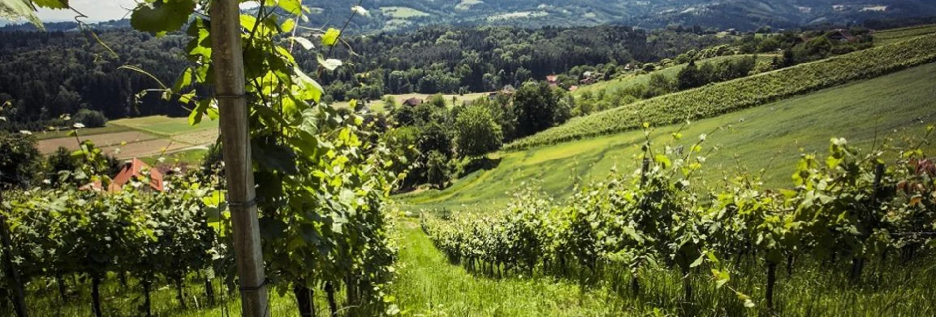 Wanderung Kastanienweg Nr. S10, 11G - Touren-Impression #1 | © TVB Südsteiermark/Lupi Spuma