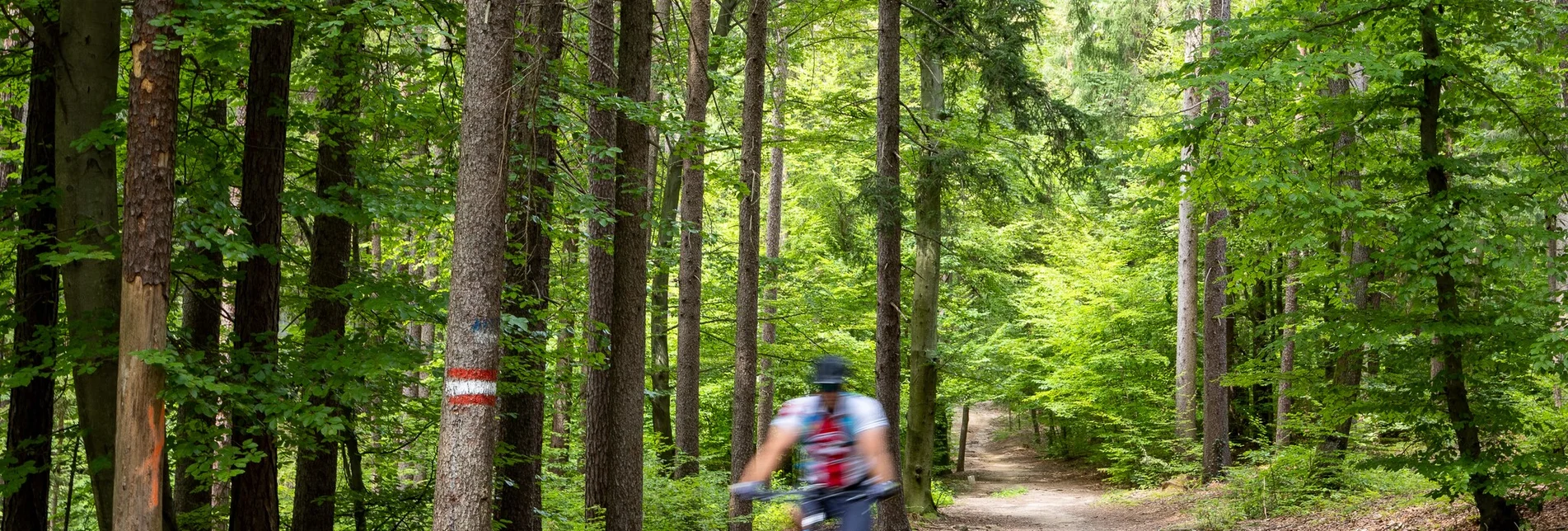 Mountain Biking MTB Projekt Voitsberg - Brendlalm - Touren-Impression #1 | © Region Graz