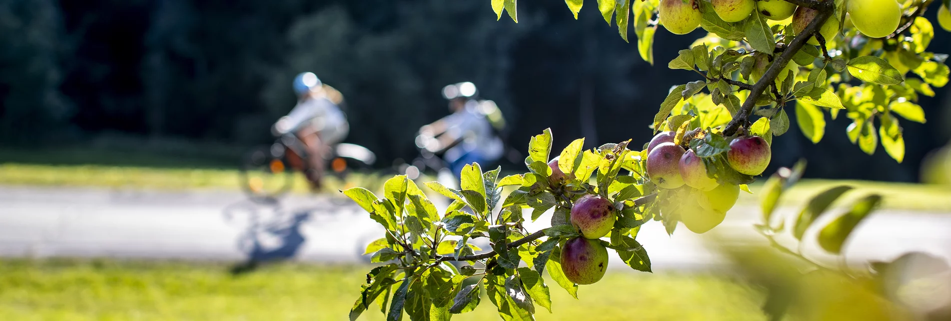 Cycling along orchards Cycling along orchards