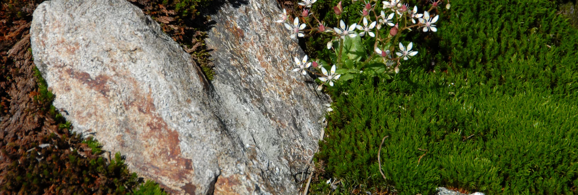 Herz inmitten den Natur Herz inmitten den Natur