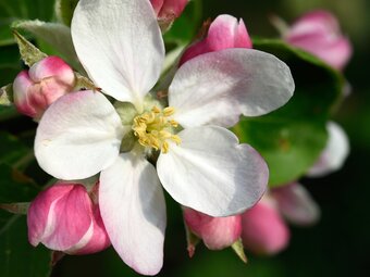Apple blossom at the Styrian Apple Route (Eastern Styria)