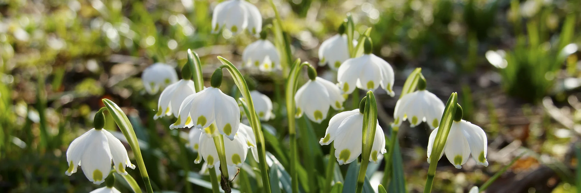Frühlingsknotenblumen im Mühlwald in St. Ruprecht an der Raab | © Infozentrum Gutenberg-Raabklamm