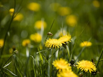 Brisk bee on a dandelion
