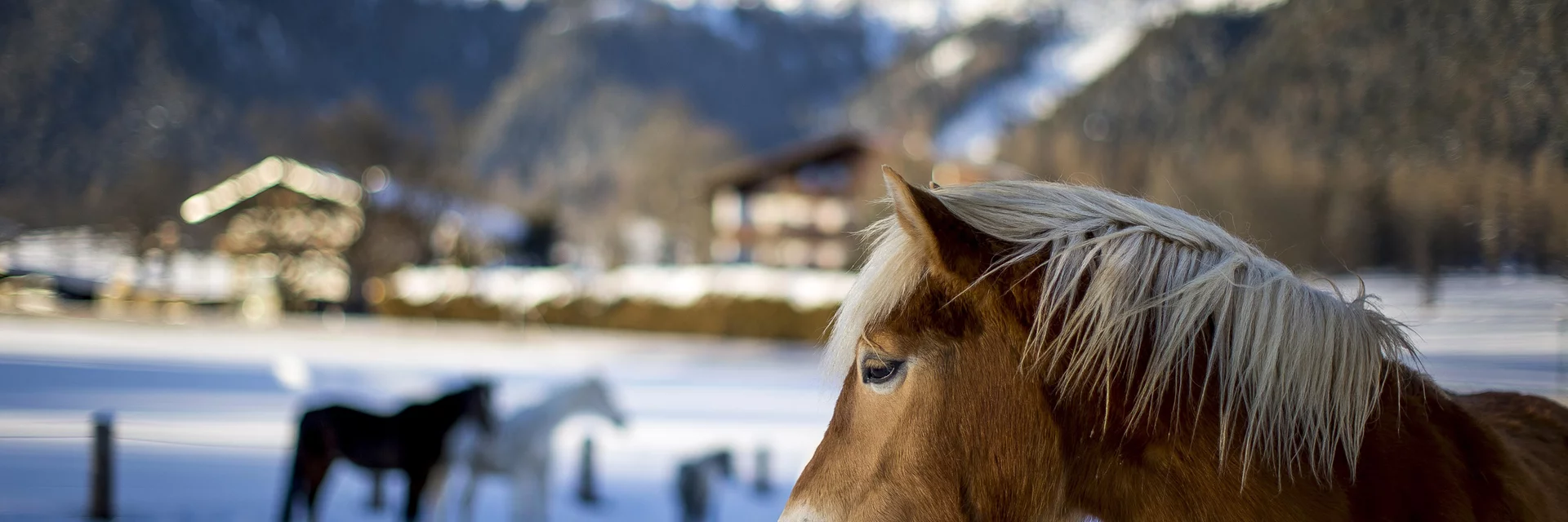 Haflinger mit Dachstein im Hintergrund | © STG | Tom Lamm