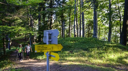On the way from the Almenland to Anger | © Steiermark Tourismus | pixelmaker.at