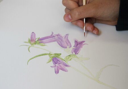 Botanische Illustrationen | © Alois Wilfing