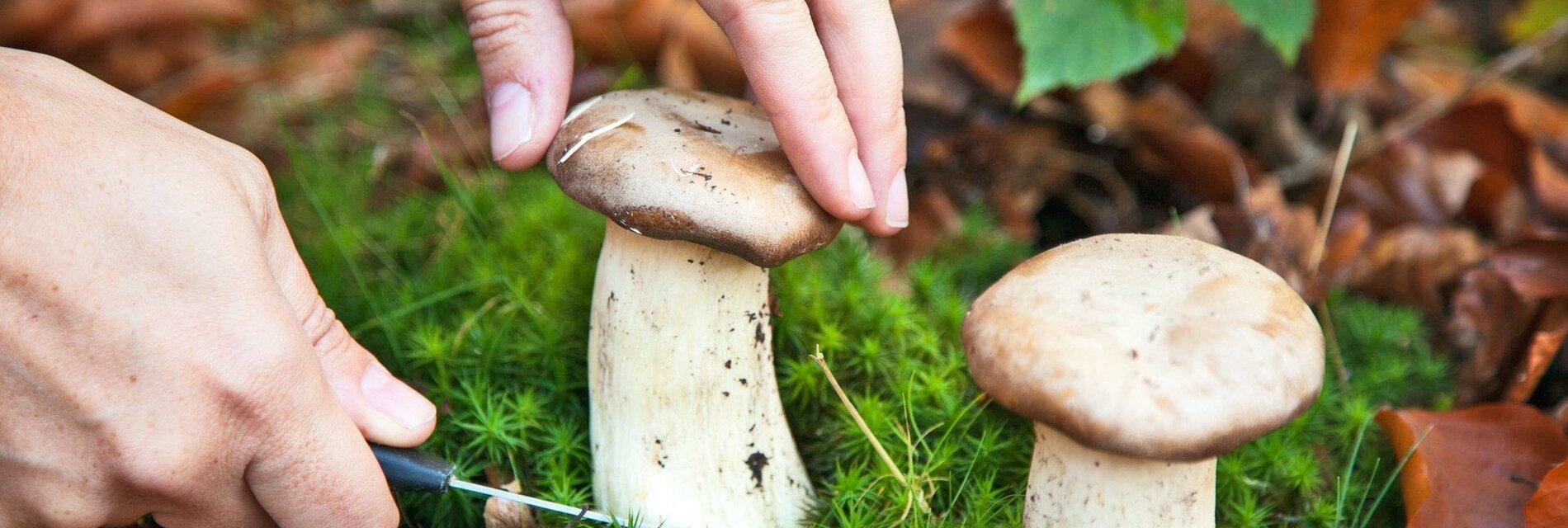 Naturwelten Styria_muschrooms_Eatsern Styria | © Naturwelten Steiermark