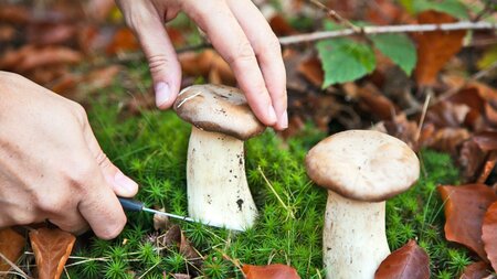 Naturwelten Styria_muschrooms_Eatsern Styria | © Naturwelten Steiermark