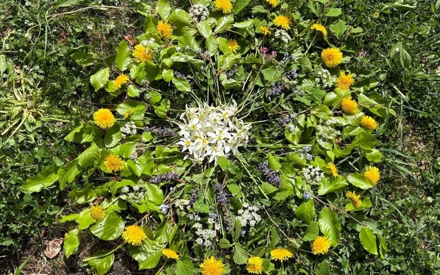 Achtsam in der Natur, Altaussee, Blumen | © Ulrike Scheck_Katholische Kirche Steiermark