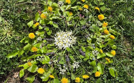 Achtsam in der Natur, Altaussee, Blumen | © Ulrike Scheck_Katholische Kirche Steiermark