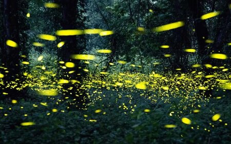 Schifffahrt, Grundlsee, Insektenleuchten | © Schifffahrt Grundlsee