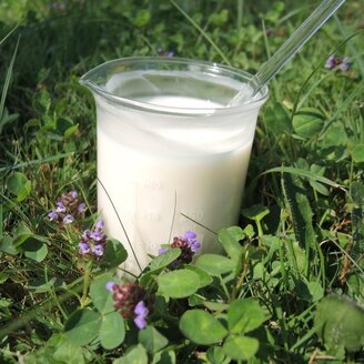 Creme Lotion (12)