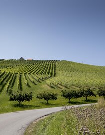 Landschaft in der Südsteiermark | © Tom Lamm | TV Südsteiermark | © Tom Lamm