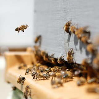 Bienenstock | © Unsplash