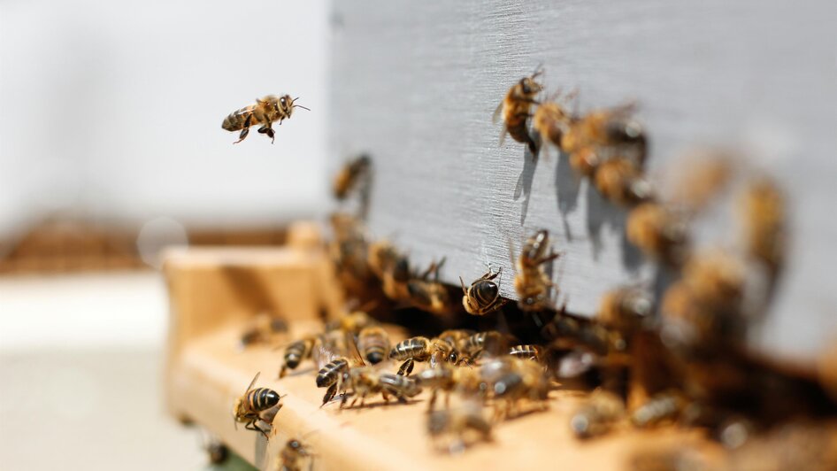Bienenstock | © Unsplash