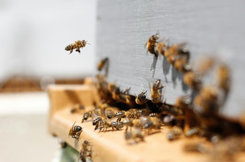 Bienenstock | © Unsplash