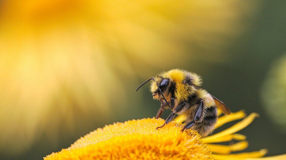 Bienen | © Unsplash