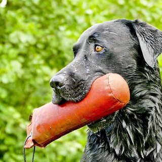 Dog with toy_Eastern Styria | © Pixabay