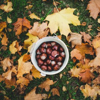 Kastanien | © Unsplash