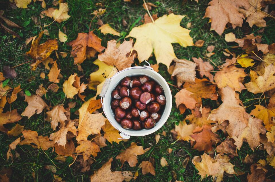 Kastanien | © Unsplash