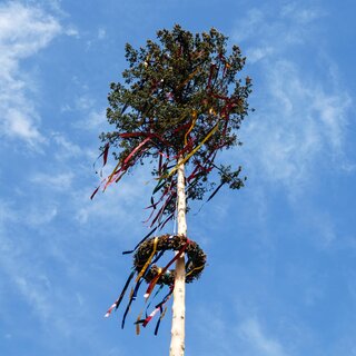 Maibaum_Oststeiermark | © Tourismusverband Oststeiermark
