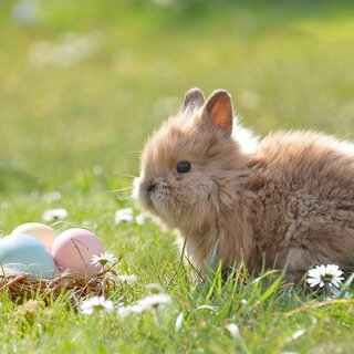 Ostern_Pixabay | © Pixabay