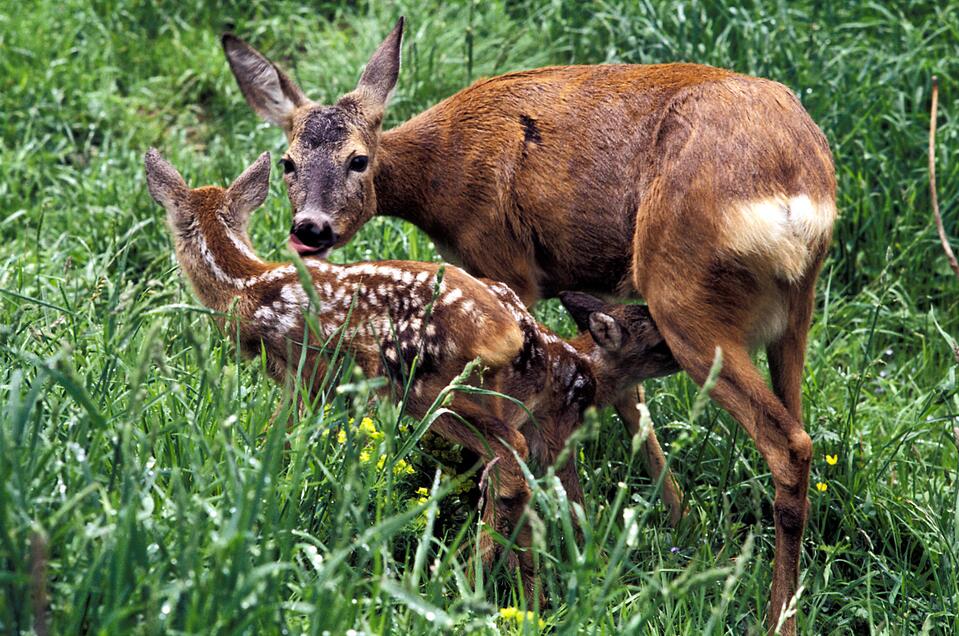 Rehe
