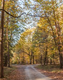 forest road | © Ingrid_Silvia_Jansky | Ingrid_Silvia_Jansky | © Ingrid_Silvia_Jansky