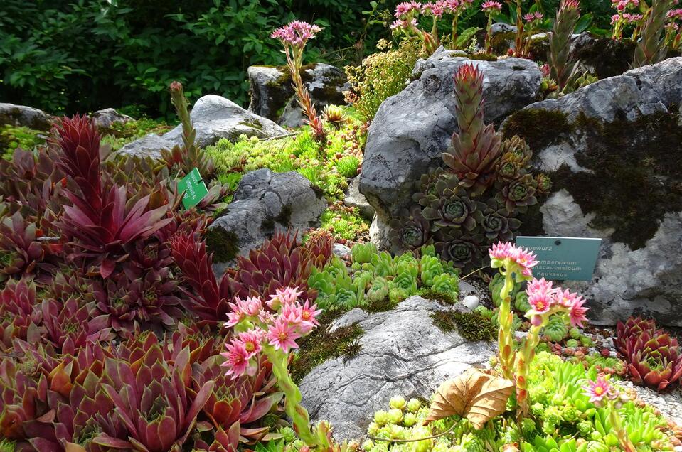 Bad Aussee Alpine Garden and Dragonfly Trail - Impression #1 | © Anna Steiner